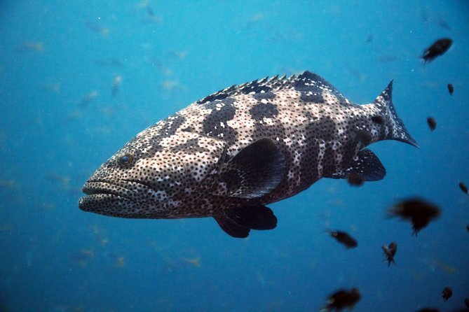 Chumphon Pinnacle-Koh Tao 2 Dive Trip for Certified Divers - Diving Experience Details