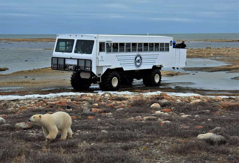 Churchill: Exclusive Tundra Buggy Day Trip - An In-Depth Look at the Churchill Tundra Buggy Experience