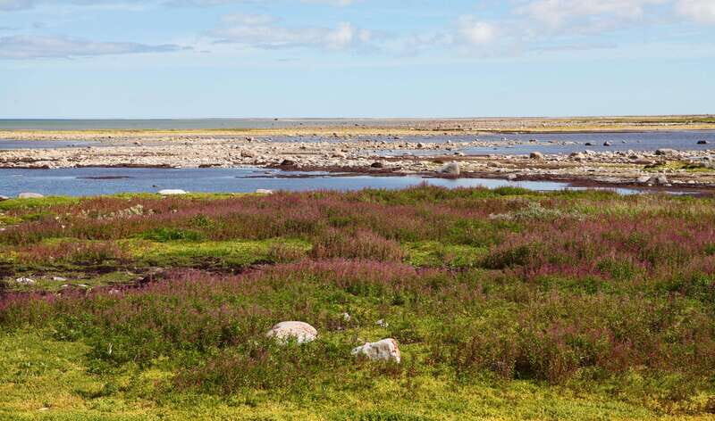 Churchill: Exclusive Tundra Buggy Day Trip - Who Will Love This Tour?