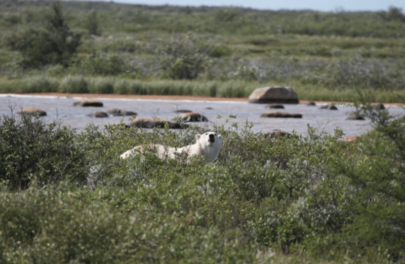 Churchill: Exclusive Tundra Buggy Day Trip - Final Thoughts