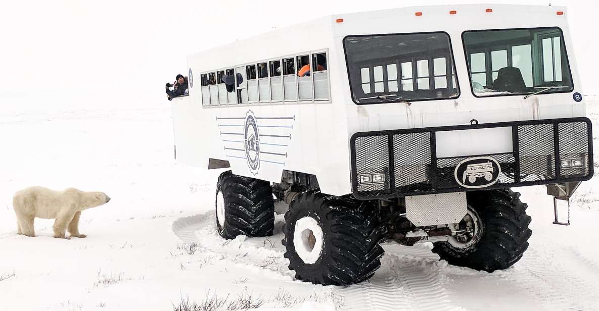 Churchill: Exclusive Tundra Buggy Day Trip - Arctic Wildlife Sightings