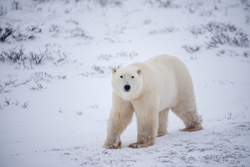 Churchill: Exclusive Tundra Buggy Day Trip - Exclusive Tundra Buggy Excursion