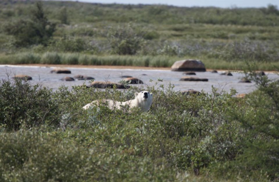 Churchill: Exclusive Tundra Buggy Day Trip - Returning to the Meeting Point