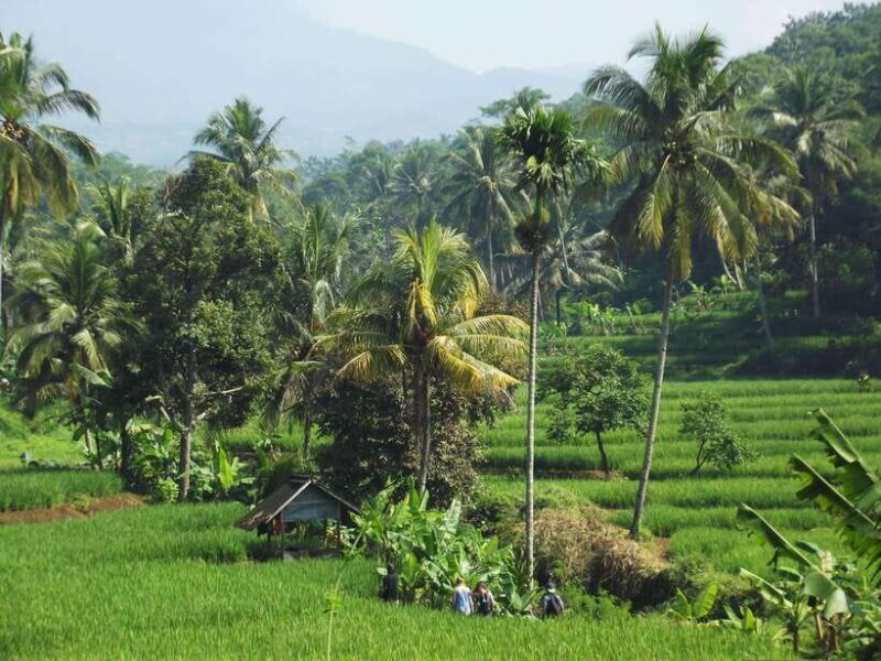 CIanjur : Downhill and Countryside Cianjur Cycling Tour - Key Points