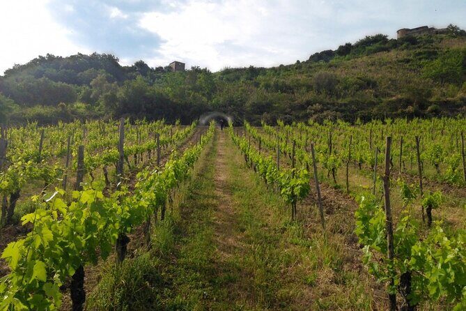Cilento Wine: Tour & Tasting Experience - An Overview of the Cilento Wine Tour & Tasting