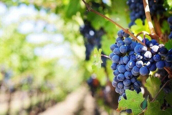 Cilento Wine: Tour & Tasting Experience - The Sum Up: Is It Worth It?