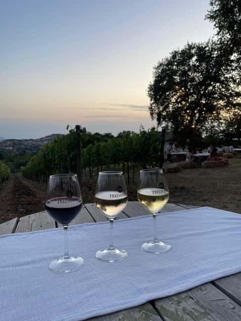 Cilento Wine: Tour & Tasting Experience - An In-Depth Look at the Cilento Wine Experience