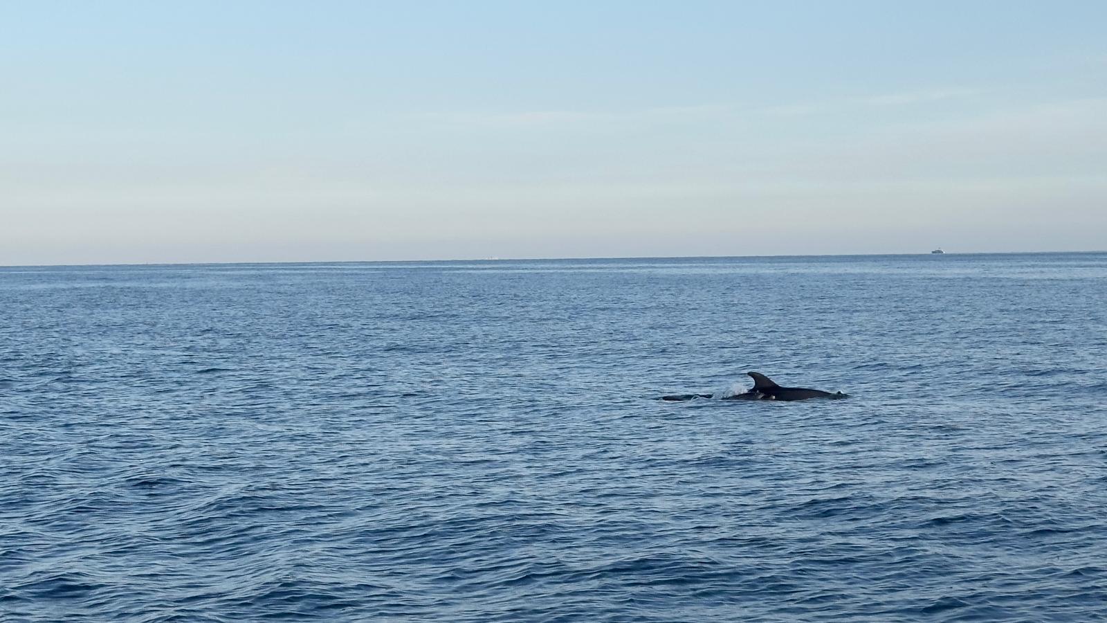 Cinque Terre: Boat Tour with Snorkeling - What to Expect: The Experience