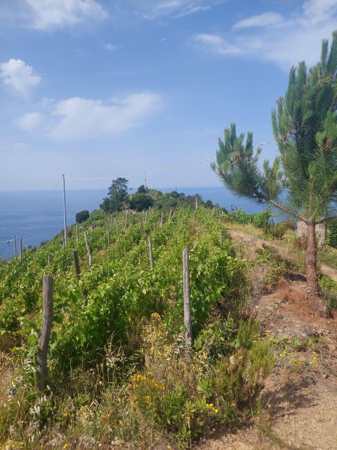 Cinque Terre From Riomaggiore to Manarola and Vineyards - Wine Tasting Opportunity