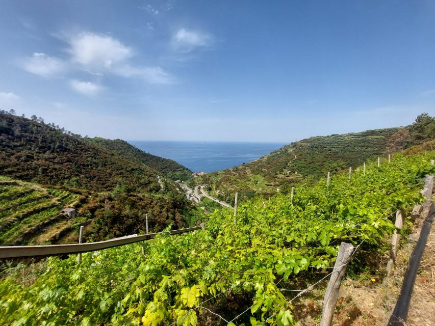 Cinque Terre From Riomaggiore to Manarola and Vineyards - Suitability and Requirements