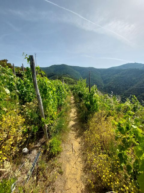 Cinque Terre From Riomaggiore to Manarola and Vineyards - Frequently Asked Questions