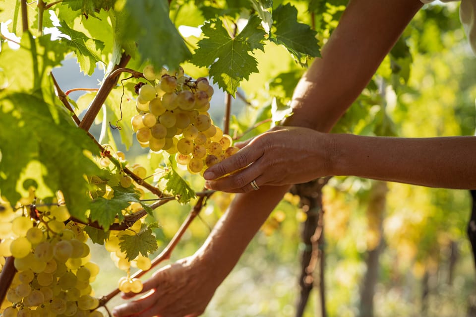 Cinque Terre: Tasting in the Cellar With Visit to Vineyards - Viticulture in Cinque Terre