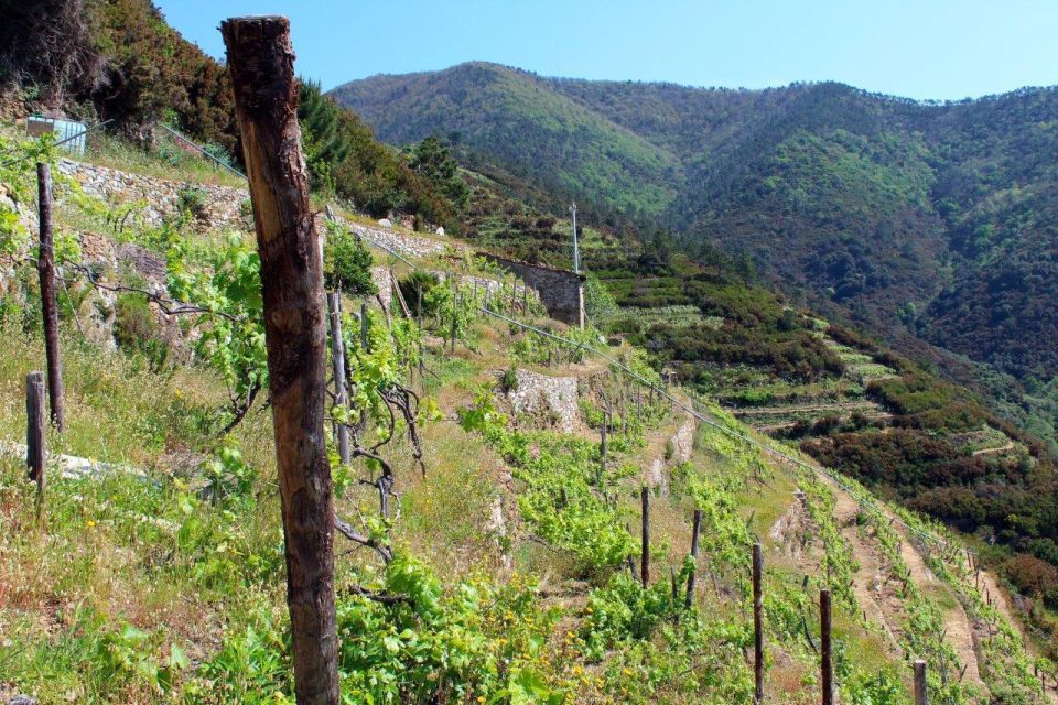 Cinque Terre Wine Tour and Tasting With the Somelier - Preparing for Your Tour