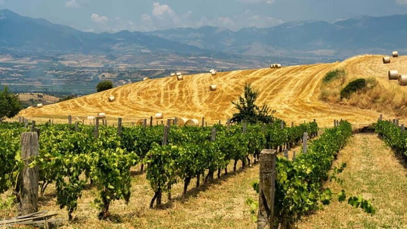 Cirò Marina: winery tour with tasting - Exploring the Cirò Marina Winery Tour with Tasting: A Practical Guide