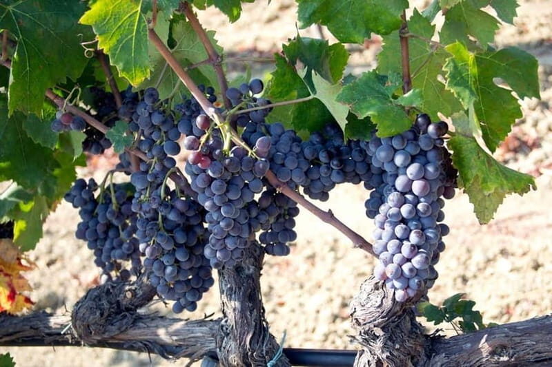 Cirò Marina: winery tour with tasting - Who Will Love This Experience?