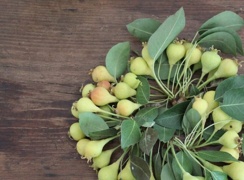 Cisternino: Make a soap with extra virgin olive oil - Key Points