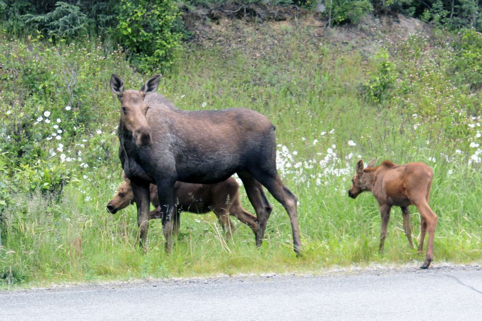 City of Anchorage Sightseeing & Food Van Tour-New for ! - Quintessential Restaurant Tastings