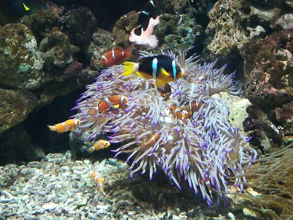 City Sightseeing Livorno Hop-On Hop-Off Bus Tour - Good To Know