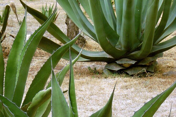 City tour Puerto Escondido - Authentic Experiences & Highlights