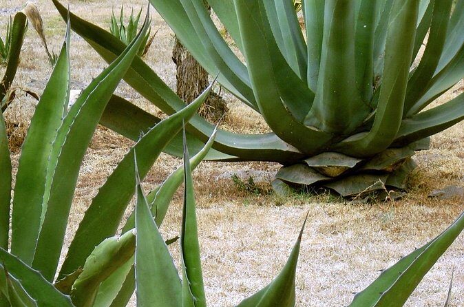 City tour Puerto Escondido - Who Should Consider This Tour?