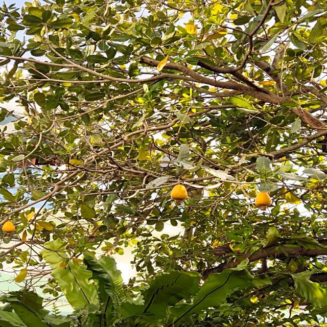 City Tour & Taste Fruit From Local Fruit Shop - Weekend Night Market Exploration