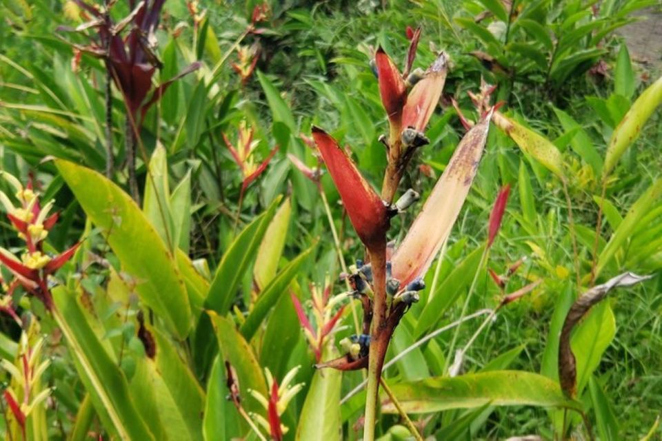 City Tour With Botanical Gardens, T Falls, & Morne Bruce - Booking and Cancellation Policy