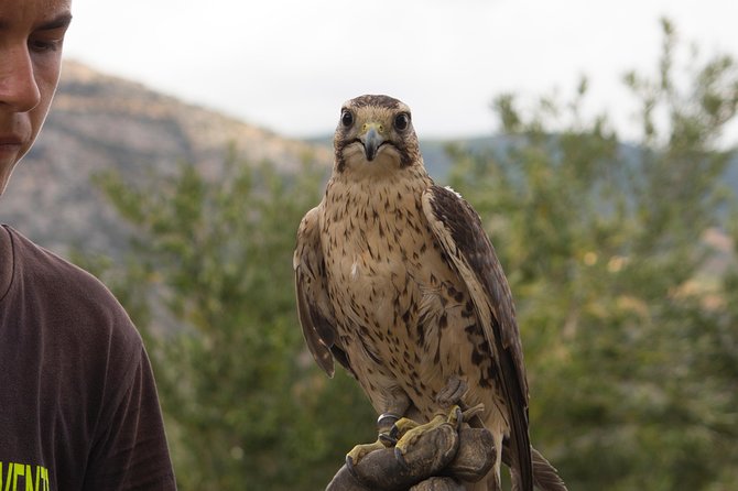 CIVITA EXPERIENCE Borgo Gole Mountain and ... RAPTORS of Pollino - Wildlife Encounter