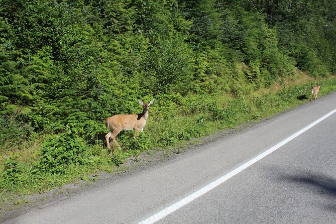 Clan House Tours: Native Cultural and Scenic Shore Excursion - Wildlife Viewing Opportunities
