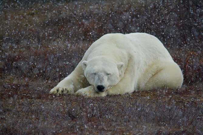 Classic 5 Night Churchill Polar Bear Adventure - Good To Know