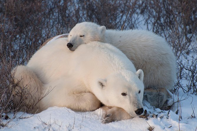 Classic 5 Night Churchill Polar Bear Adventure - Travel Logistics
