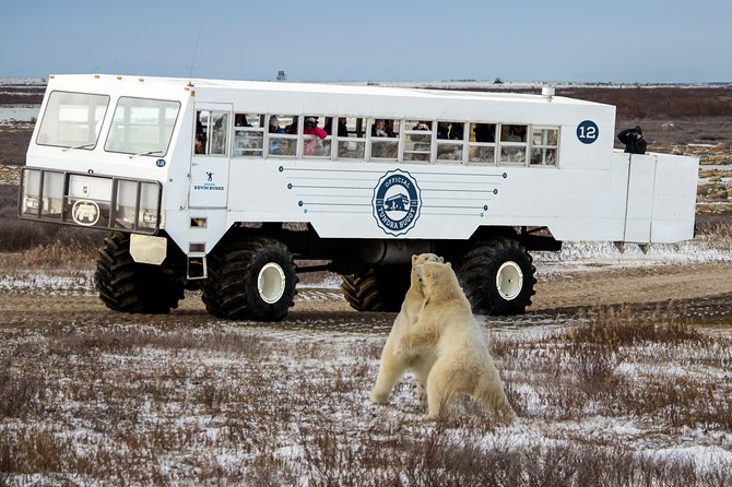 Classic 5 Night Churchill Polar Bear Adventure - Tips for a Successful Adventure