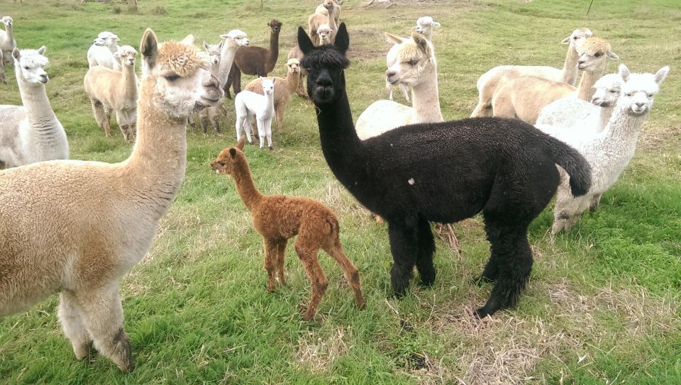 Classic Alpaca Tour in New Zealand - Customer Reviews