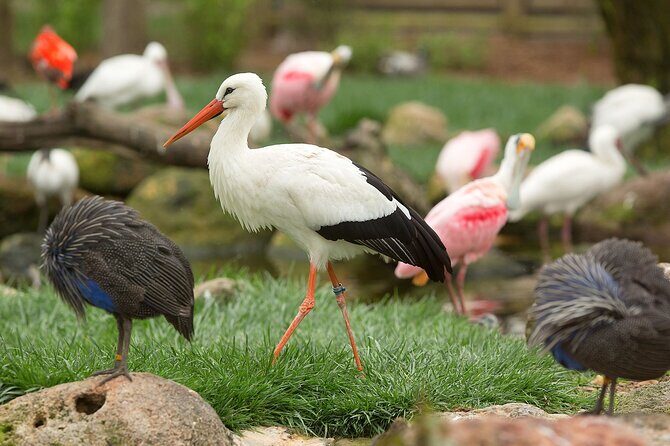Classic Safari Adventure at Safari West - What We Love About Safari West