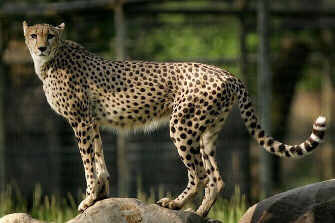 Classic Safari Adventure at Safari West - Who Will Love This Safari?