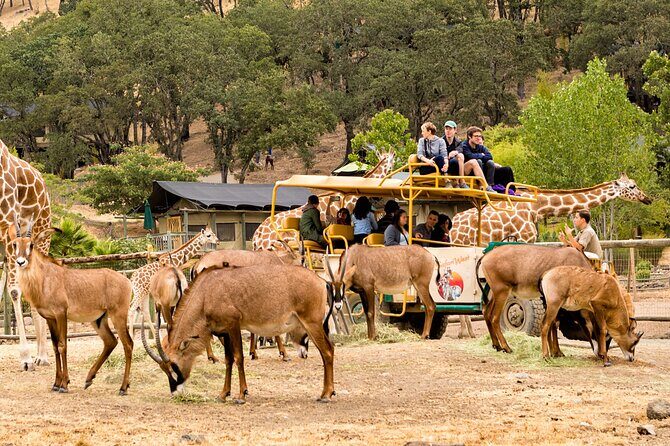Classic Safari Adventure at Safari West - FAQ about Safari West