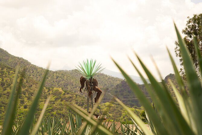 Classic Tequila Tour and CANTARITOS EL GÜERO - Authenticity and Traveler Insights