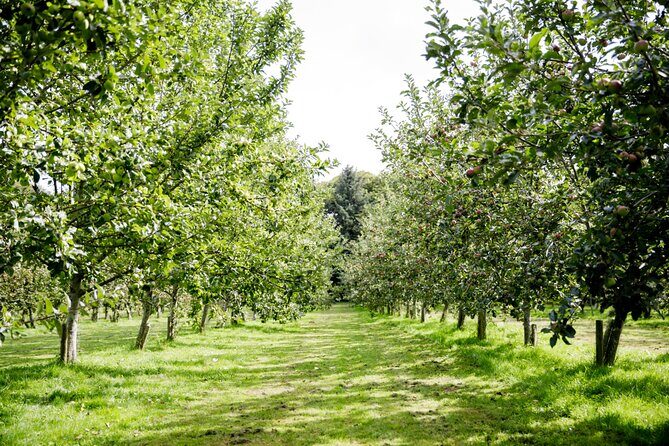 Classic Vineyard Distillery Tour and Tasting Experience in Jersey - Key Points