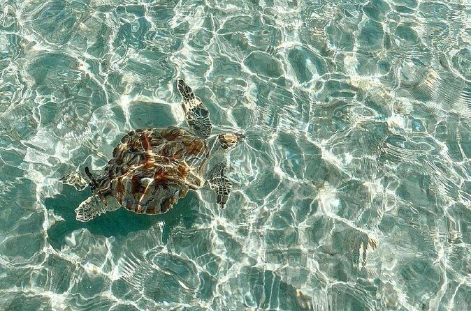 Clear Bottom Kayaks Mangrove and Iguana Tour - Frequently Asked Questions