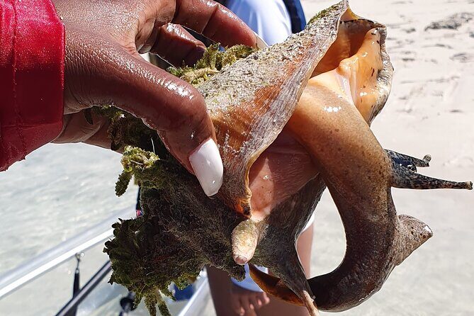 Clear Bottom Kayaks Mangrove Tour - Key Points