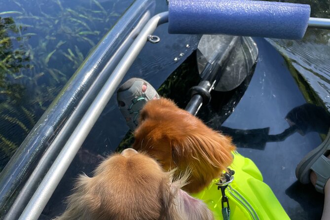Clear Canoeing and Wildlife Sightseeing at Silver Springs - What to Bring