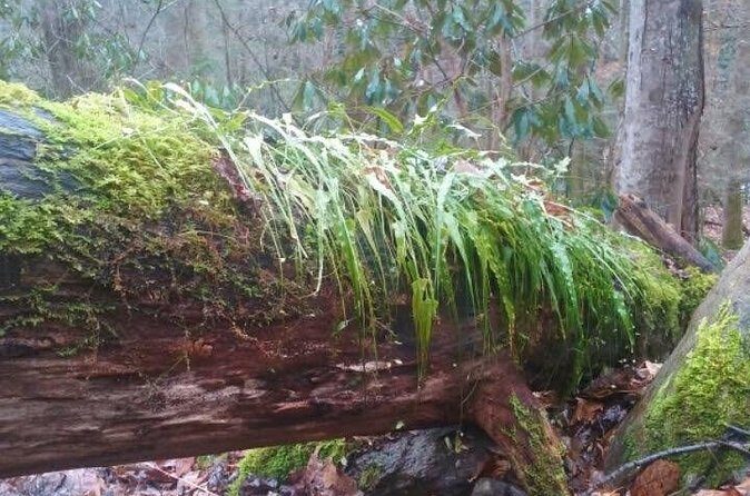 Clear Creek Falls Hike - FAQ