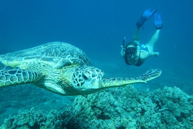 Clear Kayak and Snorkel Tour at Turtle Town, Makena - Guest Feedback