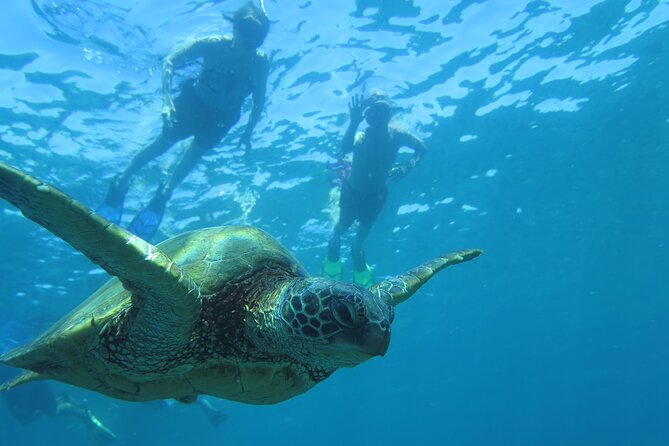 Clear Kayak and Snorkel Tour at Turtle Town, Makena - Recap