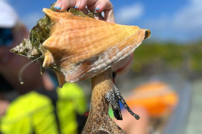 Clear Kayak Eco Tour Explore Mangroves and Meet the Turtles - An In-Depth Look at the Tour Experience