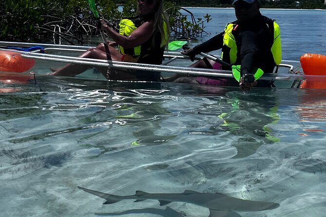 Clear Kayak Eco Tour Explore Mangroves and Meet the Turtles - Frequently Asked Questions