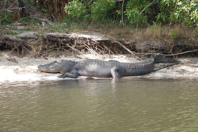 Clear Kayak Sunset Tour - Cocoa Beach - A Well-Rounded, Memorable Experience