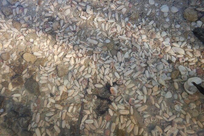 Clear Kayak Sunset Tour - Cocoa Beach - Who Should Consider This Tour?