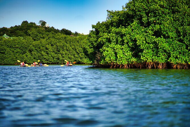 Clear Kayak Tour in Mangrove Antigua - An Introduction to the Tour Experience