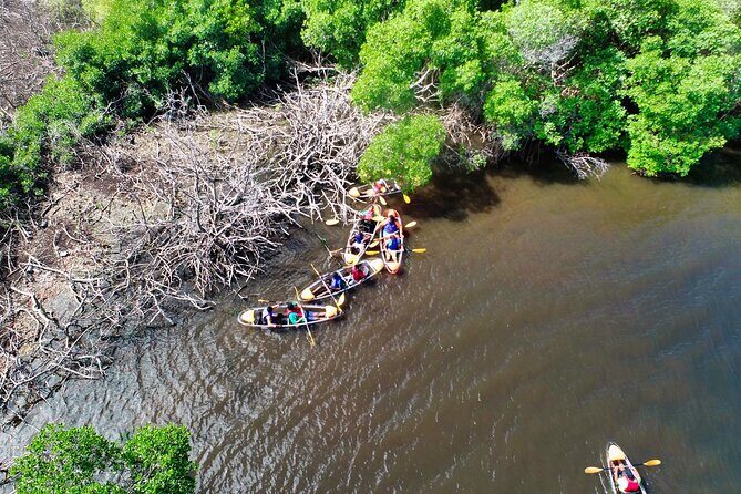 Clear Kayak Tour in Mangrove Antigua - The Sum Up: Who Will Love This Tour?