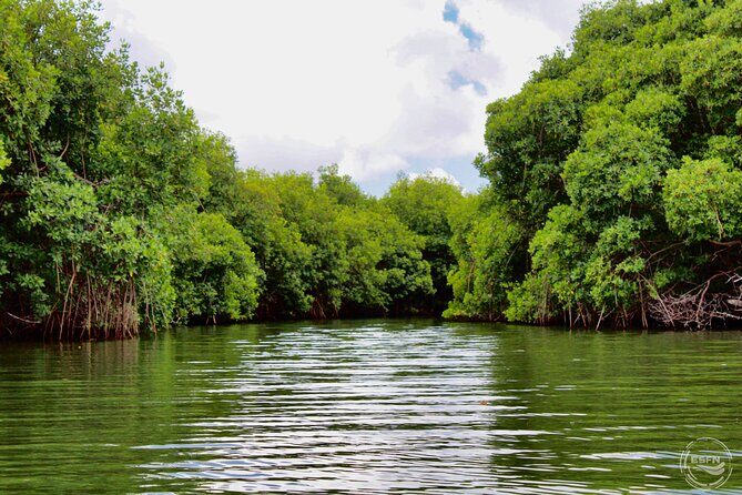 Clear Kayak Tour in Mangrove Antigua - FAQ